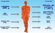 ¿Cuáles son las principales reacciones químicas en el cuerpo humano?