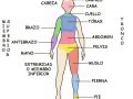 Principales segmentos o regiones del cuerpo humano