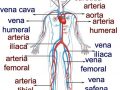 Principales venas y arterias del cuerpo humano