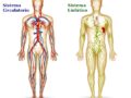 Relación entre el sistema circulatorio y el sistema inmune