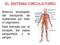 Resumen del sistema circulatorio