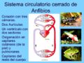 Sistema circulatorio de los anfibios