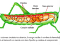 Sistema circulatorio de los insectos