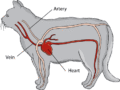 Sistema circulatorio del gato