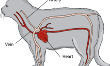 Sistema circulatorio del gato