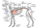 Sistema circulatorio del perro