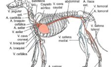 Sistema circulatorio del perro