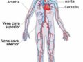 Sistema circulatorio con sus partes para niños