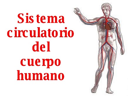 ¿Qué tipo de sistema circulatorio tiene el ser humano?