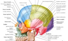 Anatomía del cráneo humano