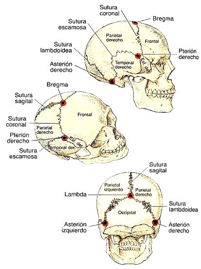 ¿Cuáles son las articulaciones del cráneo?