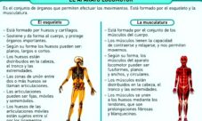 ¿Cuáles son las características del sistema locomotor?