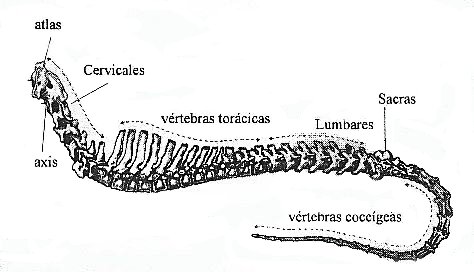 Columna vertebral de los mamíferos