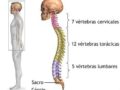 ¿Por qué la columna vertebral es parte fundamental del esqueleto?