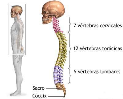 ¿Por qué la columna vertebral es parte fundamental del esqueleto?