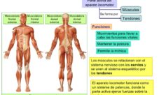 ¿Cómo funciona el sistema locomotor?