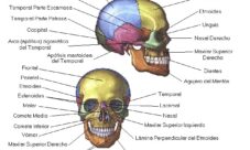 El cráneo humano con sus partes