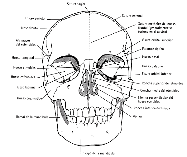 Cráneo humano y sus partes para colorear