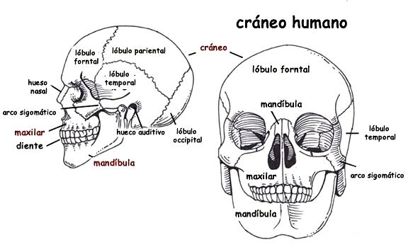 Cráneo humano y sus partes para colorear - Cuerpo humano