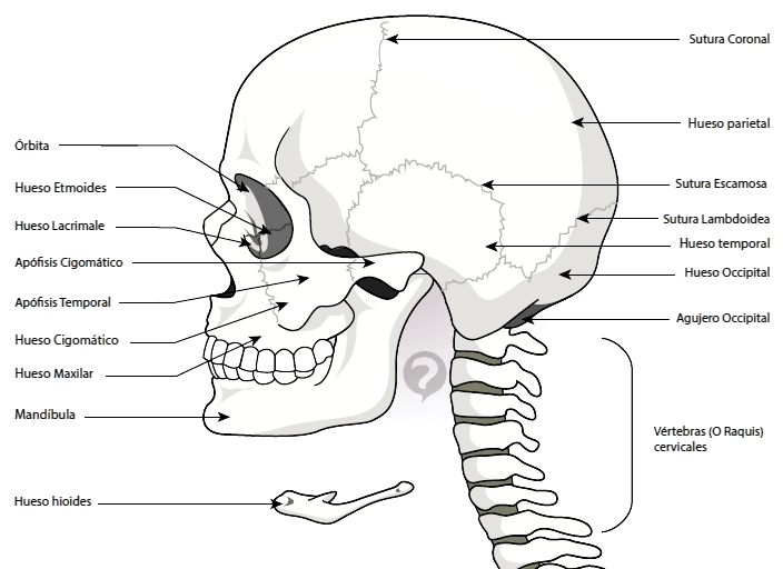 Cráneo humano y sus partes para colorear