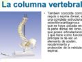¿Cuál es la columna vertebral?