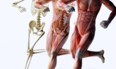 ¿Cuáles son los cuidados del aparato locomotor?