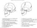 Diferencias entre el cráneo masculino y femenino