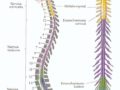 Diferencias entre médula espinal y columna vertebral