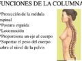 ¿Cuál es la función de la columna vertebral?