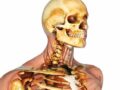 ¿Cuáles son las funciones del cráneo en el cuerpo humano?