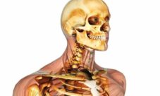 ¿Cuáles son las funciones del cráneo en el cuerpo humano?