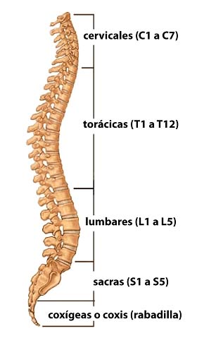 Imágenes de la columna vertebral