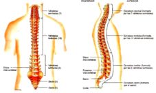 Imágenes de la columna vertebral
