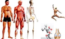 ¿Qué importancia tiene el aparato locomotor en el cuerpo humano?