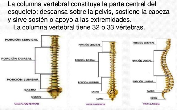 Importancia de la columna vertebral