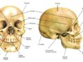 ¿Cuáles son los nombres de los huesos del cráneo humano?