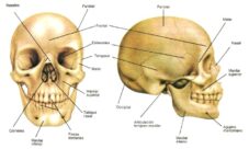 ¿Cuáles son los nombres de los huesos del cráneo humano?