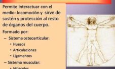 ¿Para qué sirve el sistema locomotor?