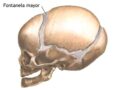 ¿Por qué el cráneo de los bebés es blando?