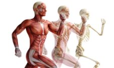 ¿Cómo prevenir las lesiones del aparato locomotor?