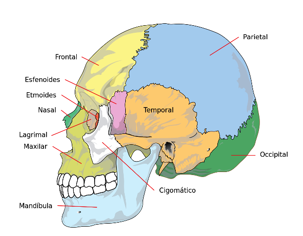 Principales huesos del cráneo y su función 