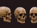 ¿Qué es el cráneo humano?