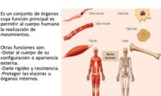 ¿Qué es el sistema locomotor?