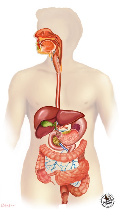 ¿Cómo se relacionan el sistema digestivo y el sistema locomotor?