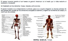 ¿Qué sistemas componen el aparato locomotor?