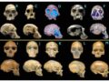 Tipos de cráneo humano