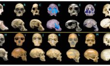 Tipos de cráneo humano