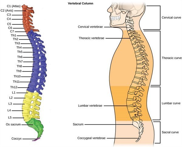 ¿Cuántas vértebras forman la columna vertebral?