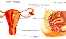 Anatomía del aparato reproductor femenino