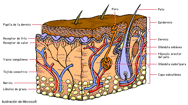Anatomía del sistema tegumentario